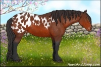 Horse Color:Brown Appaloosa