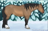 Horse Color:Bay Dun