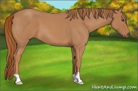 Horse Color:Red Roan 