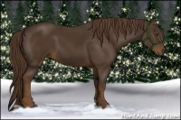 Horse Color:Liver Chestnut 