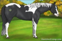 Horse Color:Black Splash Tobiano 