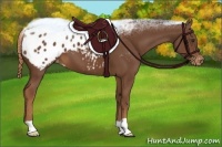 Horse Color:Chestnut Appaloosa