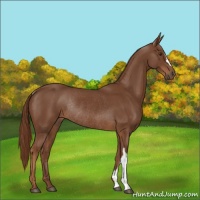 Horse Color:Chestnut Rabicano