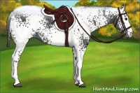 Horse Color:White Spotted Black 