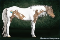 Horse Color:White Spotted Silver Buckskin Tobiano 