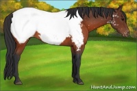 Horse Color:Brown Appaloosa 
