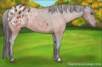 Horse Color:Brown Appaloosa  and Brown Appaloosa 
