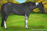 Horse Color:Blue Roan Tobiano