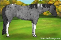 Horse Color:Blue Roan Tobiano