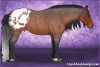 Horse Color:Brown Roan Appaloosa 