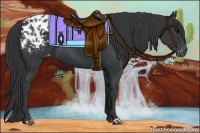 Horse Color:Black Appaloosa 
