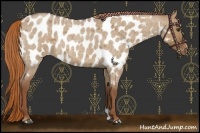 Horse Color:Red Dun Roan Appaloosa