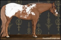 Horse Color:Chestnut Appaloosa 