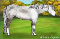 Horse Color:Gray Bay 