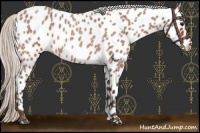 Horse Color:Silver Bay Roan Appaloosa 