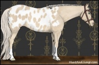Horse Color:Cremello Appaloosa 