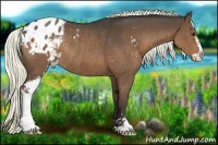 Horse Color:Liver Chestnut Sabino Appaloosa Rabicano