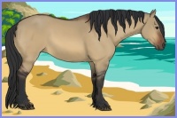 Horse Color:Bay Dun