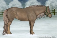 Horse Color:Chocolate Palomino 
