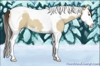 Horse Color:Classic Champagne Dun Splash Tobiano 