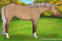 Horse Color:Silver Bay Dun