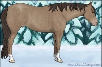 Horse Color:Classic Champagne 