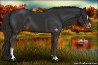 Horse Color:Liver Chestnut Sabino Varnish 