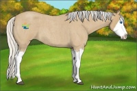 Horse Color:Silver Buckskin Roan Splash