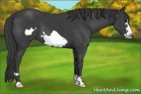 Horse Color:Smoky Black Frame 