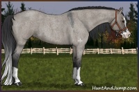 Horse Color:Grullo Roan Splash 