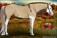 Horse Color:Red Dun Splash 