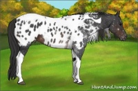 Horse Color:Brown Tobiano Appaloosa 