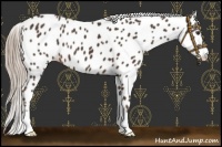 Horse Color:Liver Chestnut Sabino Appaloosa 