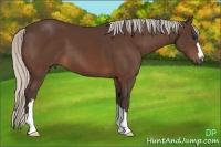 Horse Color:Silver Bay 