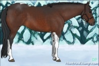 Horse Color:Brown Tobiano