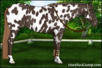 Horse Color:Liver Chestnut Appaloosa 