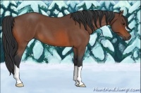 Horse Color:Bay Roan 