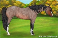 Horse Color:Bay Roan 