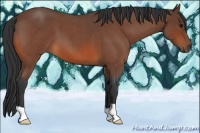Horse Color:Bay Roan 