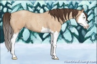 Horse Color:Amber Champagne Roan Splash 