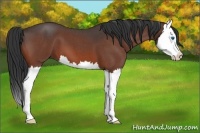 Horse Color:Bay Roan Splash 