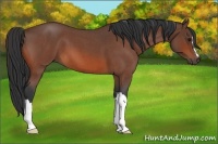 Horse Color:Bay Roan 