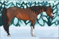 Horse Color:Bay Roan 