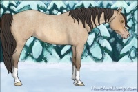 Horse Color:Amber Champagne Roan 