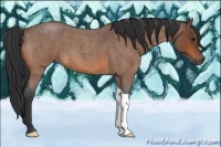 Horse Color:Bay Roan 