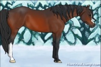 Horse Color:Brown 