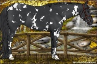 Horse Color:White Spotted Black 