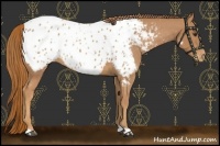Horse Color:Chestnut Appaloosa