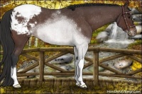 Horse Color:Brown Roan Appaloosa