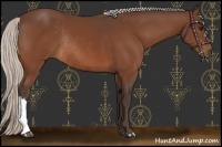 Horse Color:Silver Bay Rabicano